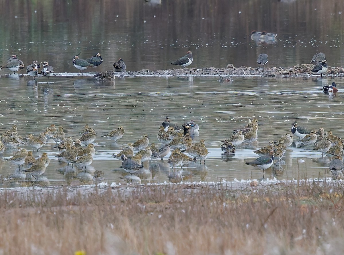 kulík hnědokřídlý - ML644760044