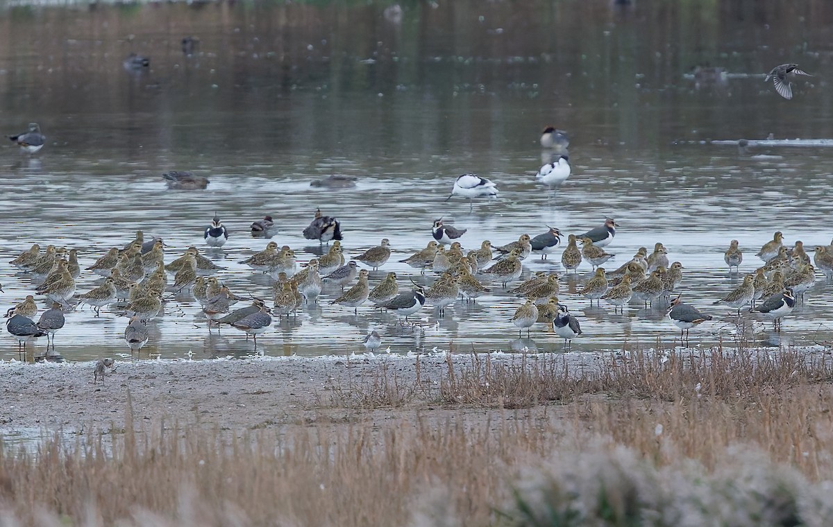 kulík hnědokřídlý - ML644760045