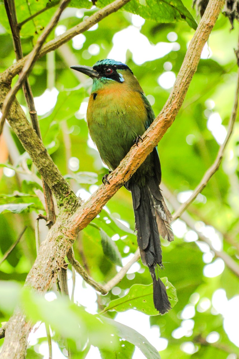 Lesson's Motmot - ML644760056
