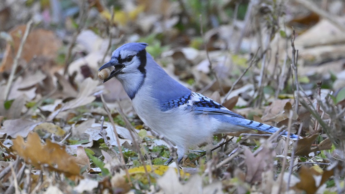 Blue Jay - ML644760058