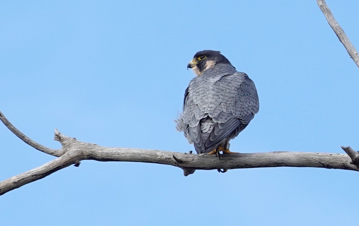 Peregrine Falcon - ML644760059