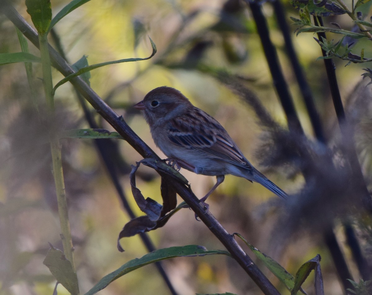 Field Sparrow - ML644760069