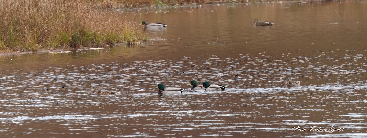 Mallard - ML644760070