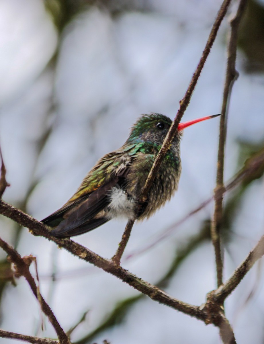 Blue-throated Goldentail - ML644760072