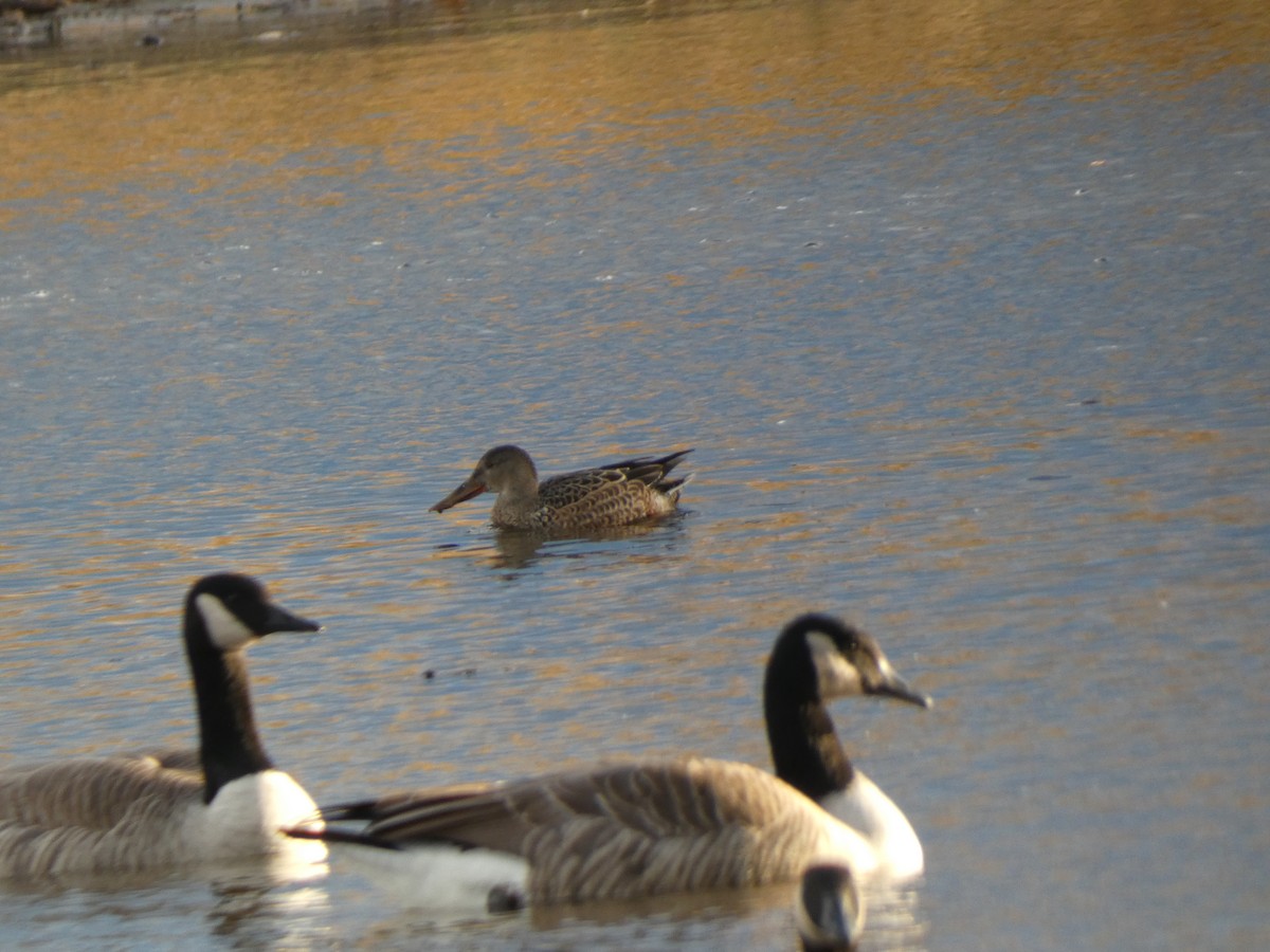 Canard souchet - ML644760075