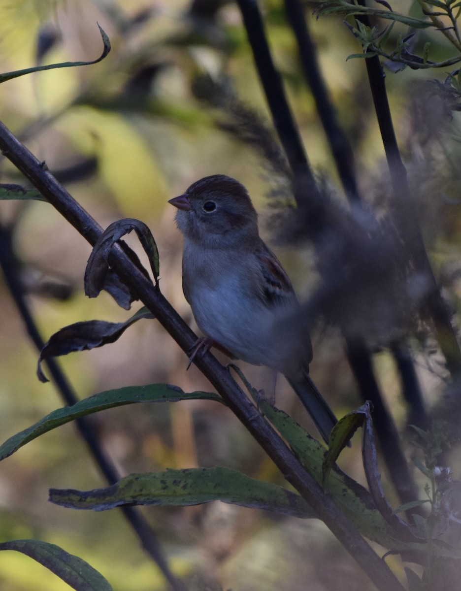Field Sparrow - ML644760077