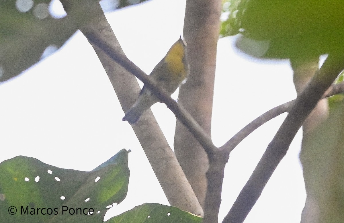 Yellow-throated Warbler - ML644760080