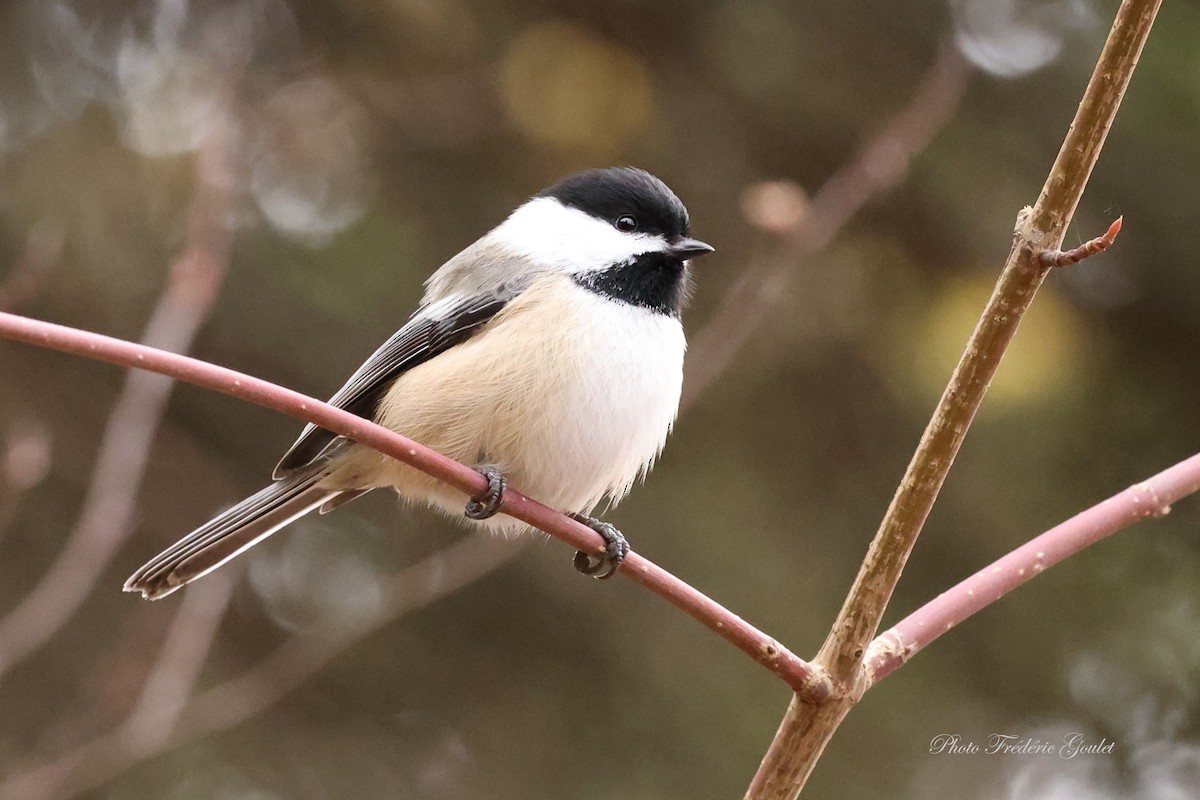 Black-capped Chickadee - ML644760083