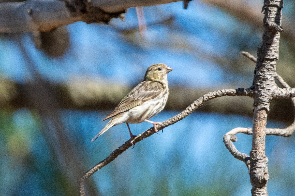 European Serin - ML644760085