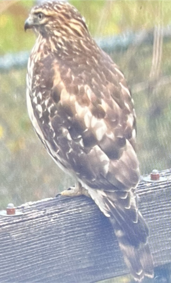 Red-shouldered Hawk - ML644760086