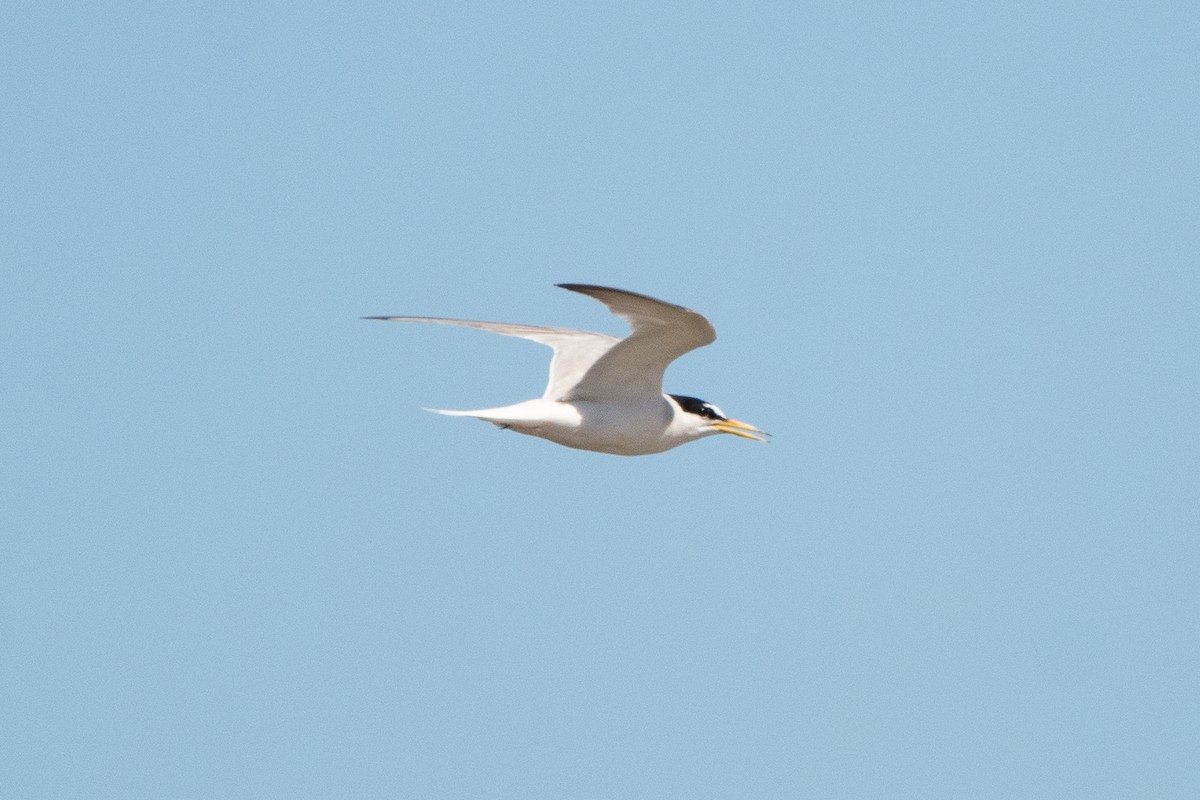 Little Tern - ML644760088