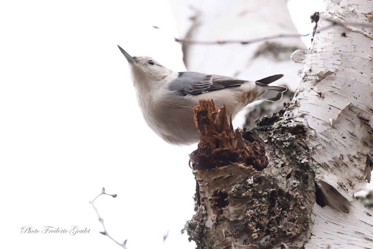White-breasted Nuthatch - ML644760090