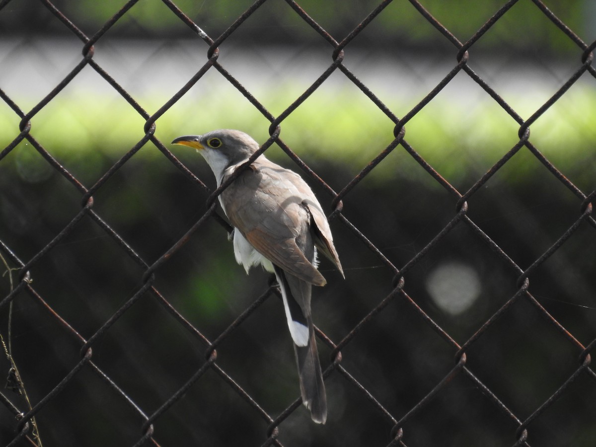 Yellow-billed Cuckoo - ML644760106
