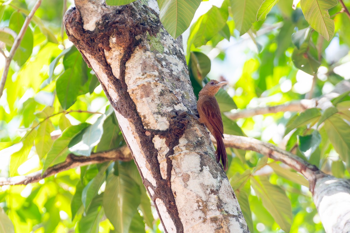 Cinnamon-throated Woodcreeper - ML644760113