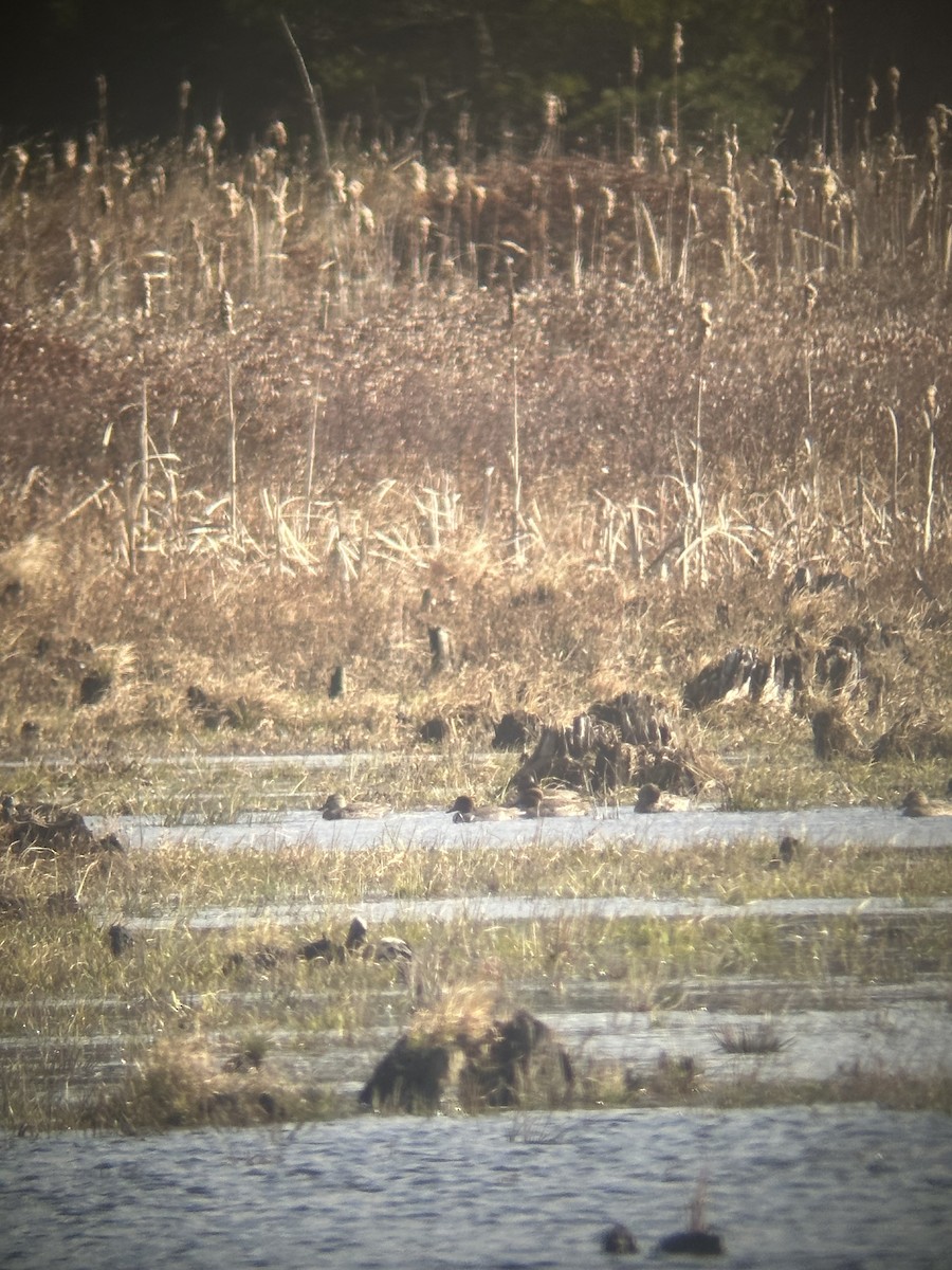 Çamurcun - ML644760115