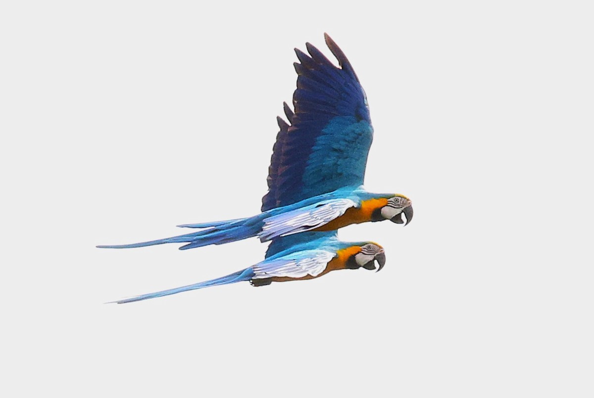 Blue-and-yellow Macaw - ML644760119