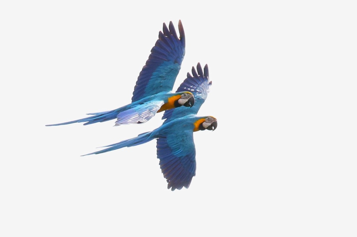 Blue-and-yellow Macaw - ML644760120