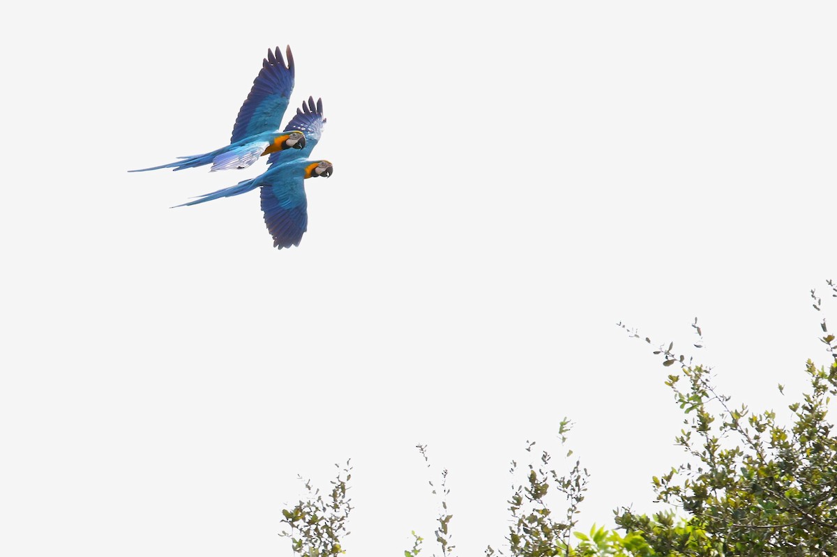 Blue-and-yellow Macaw - ML644760122