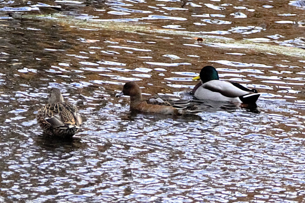 赤頸鴨 - ML644760133