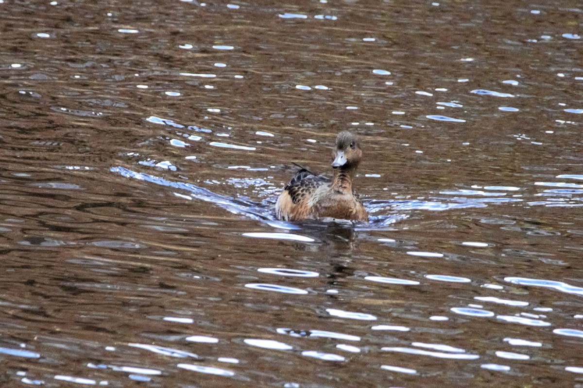 赤頸鴨 - ML644760135