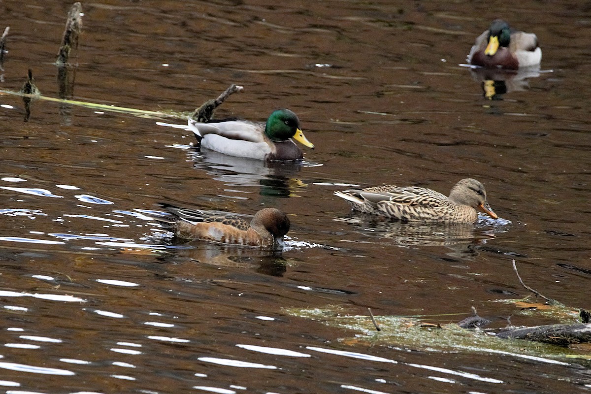 赤頸鴨 - ML644760138