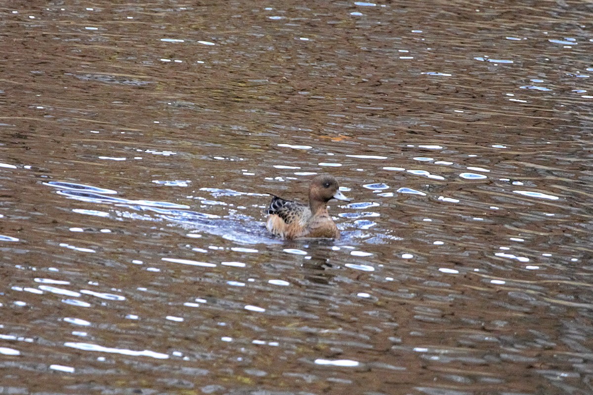 赤頸鴨 - ML644760139