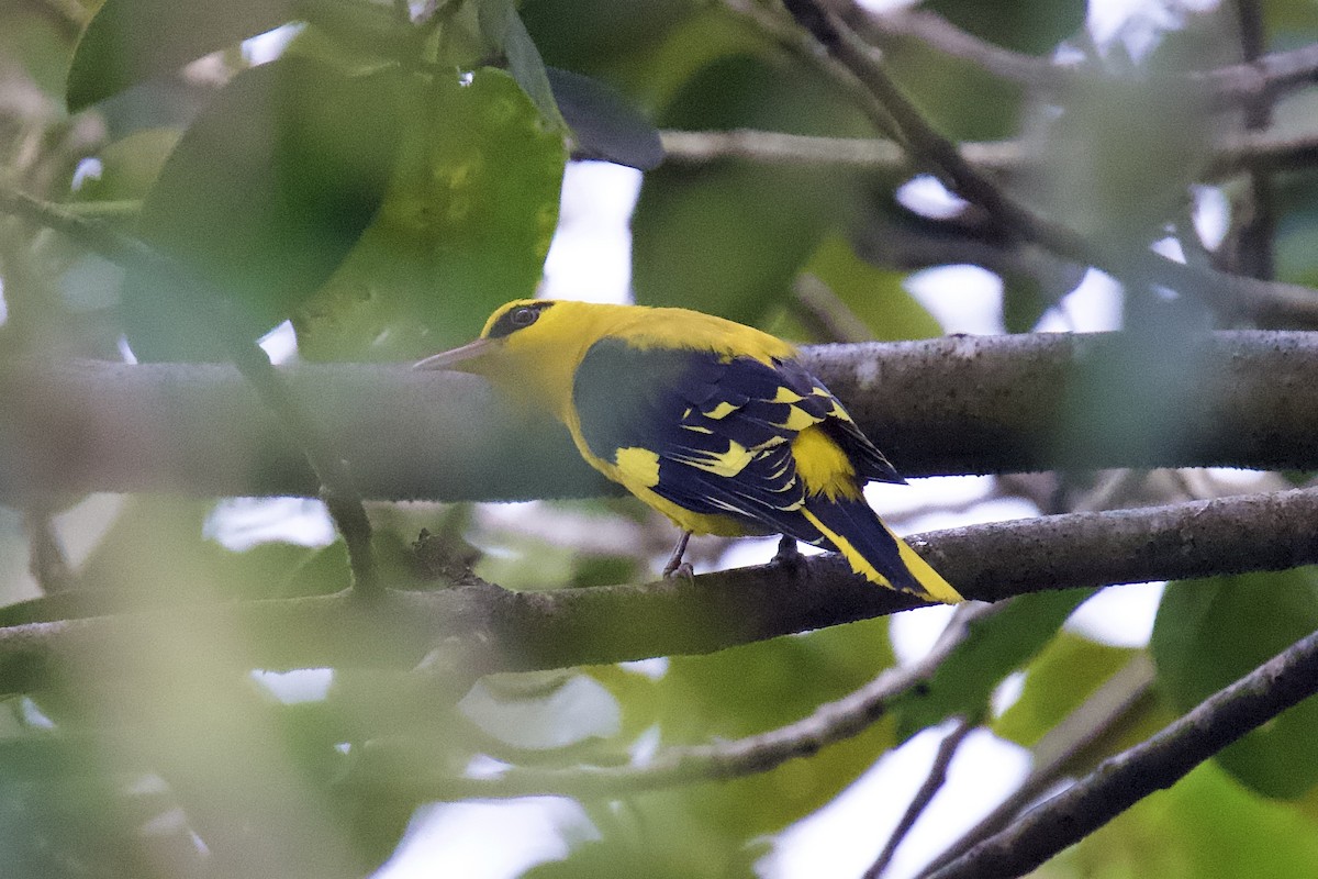 Вивільга індійська - ML644760144