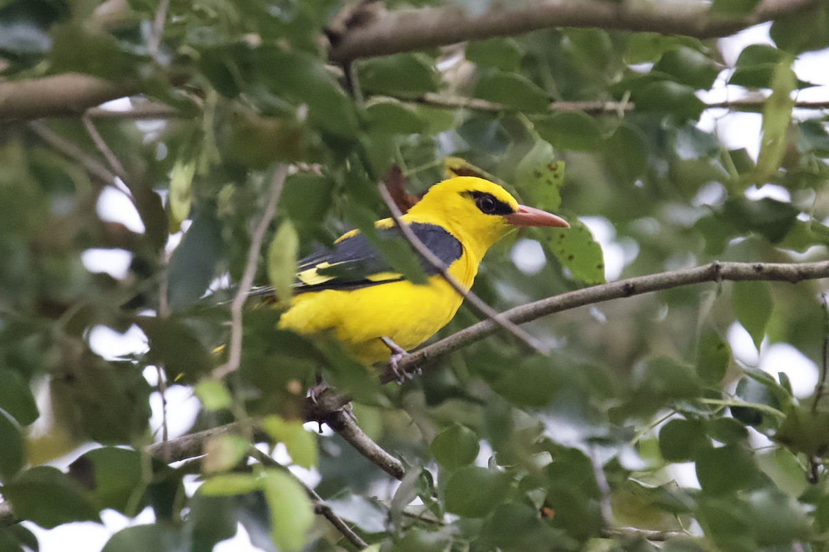 Вивільга індійська - ML644760145