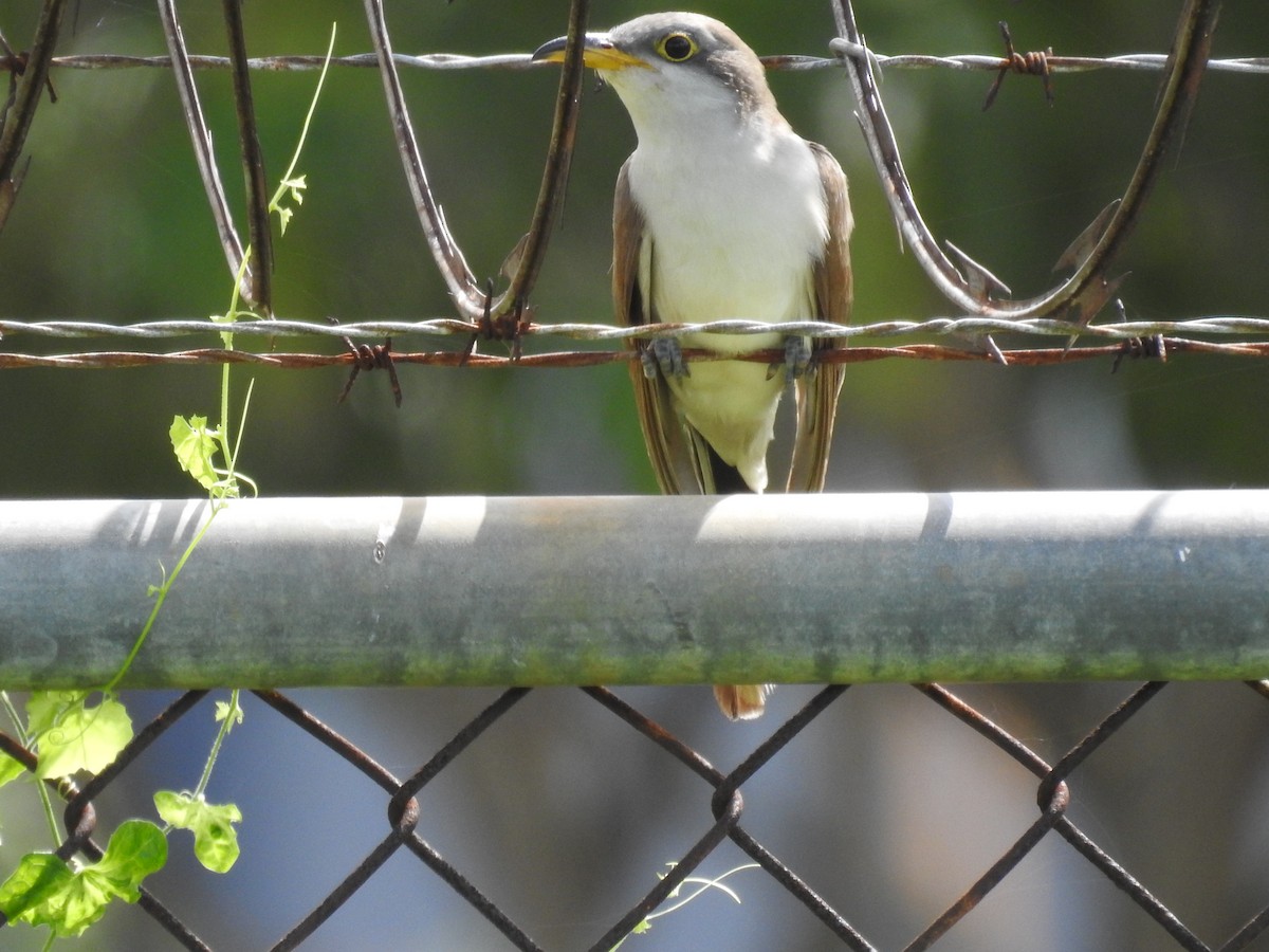 Yellow-billed Cuckoo - ML644760156