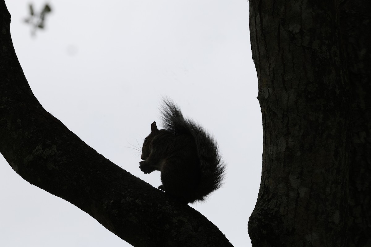 Squirrels - ML644760171