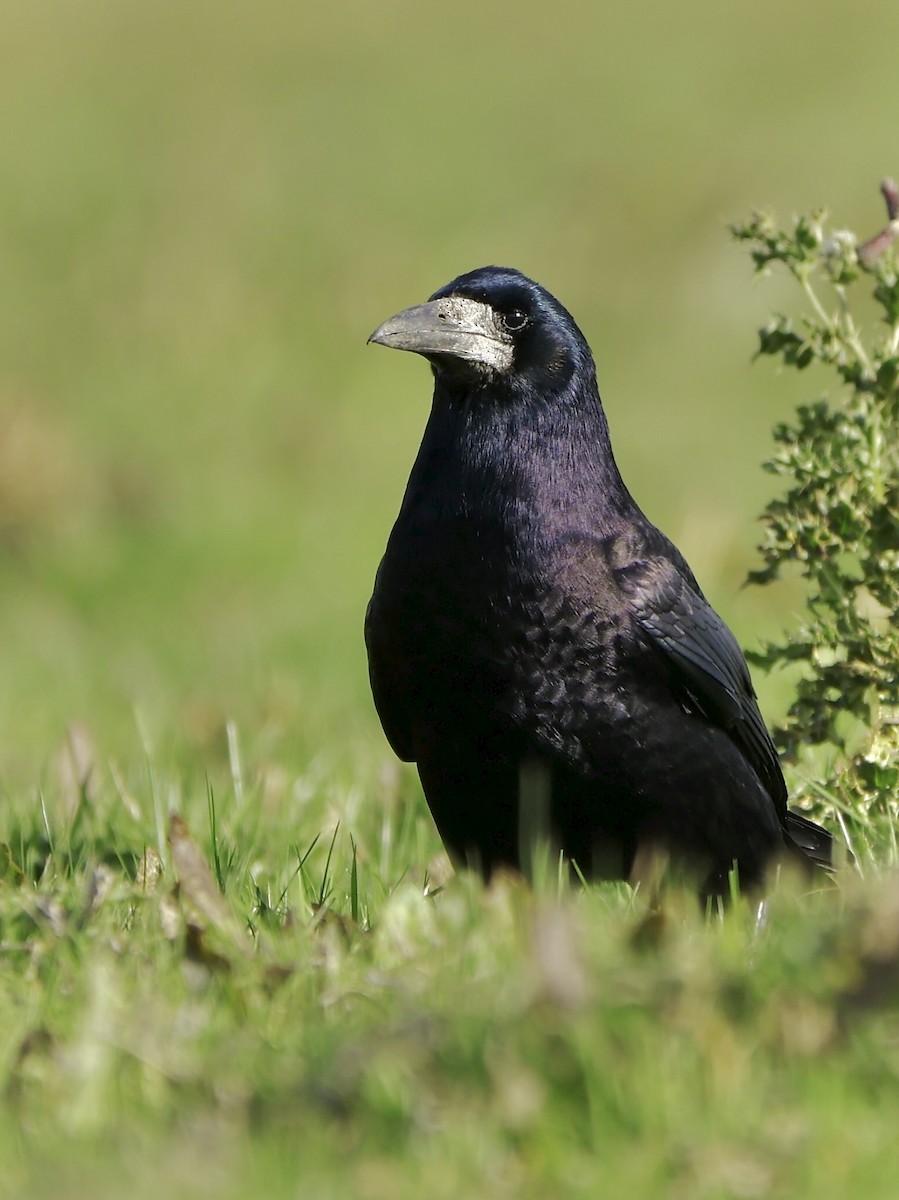 Ekin Kargası - ML644760179