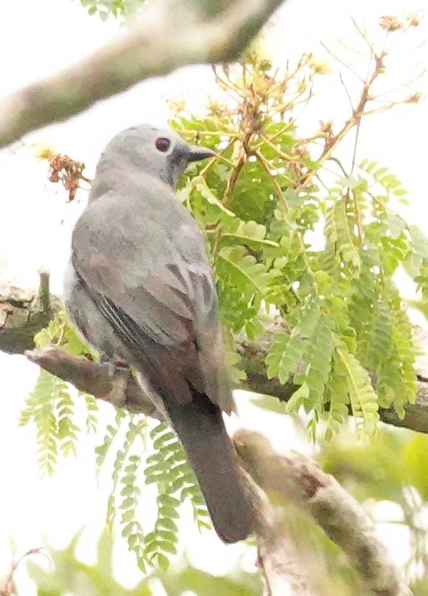 Gray Cuckooshrike - ML644760198
