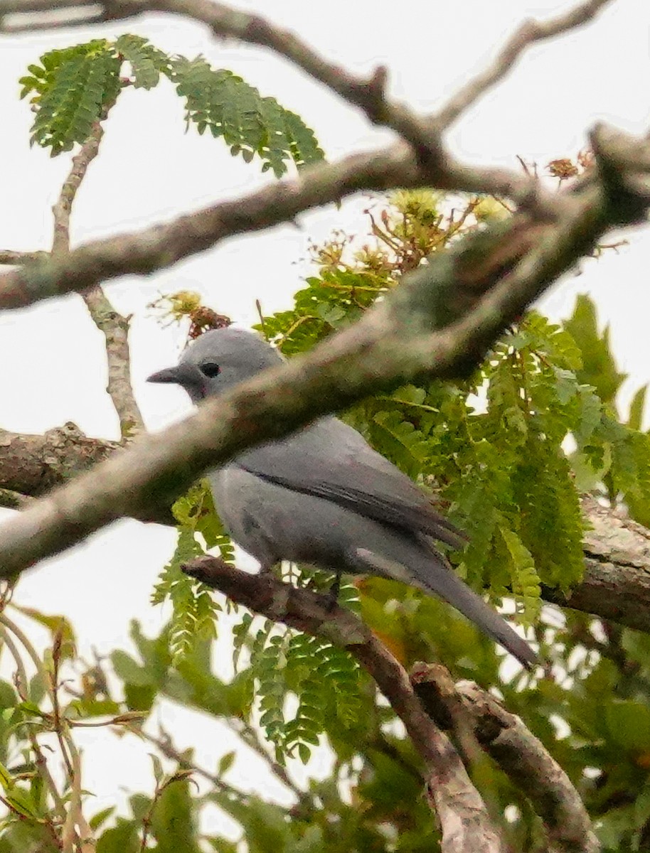 Gray Cuckooshrike - ML644760199