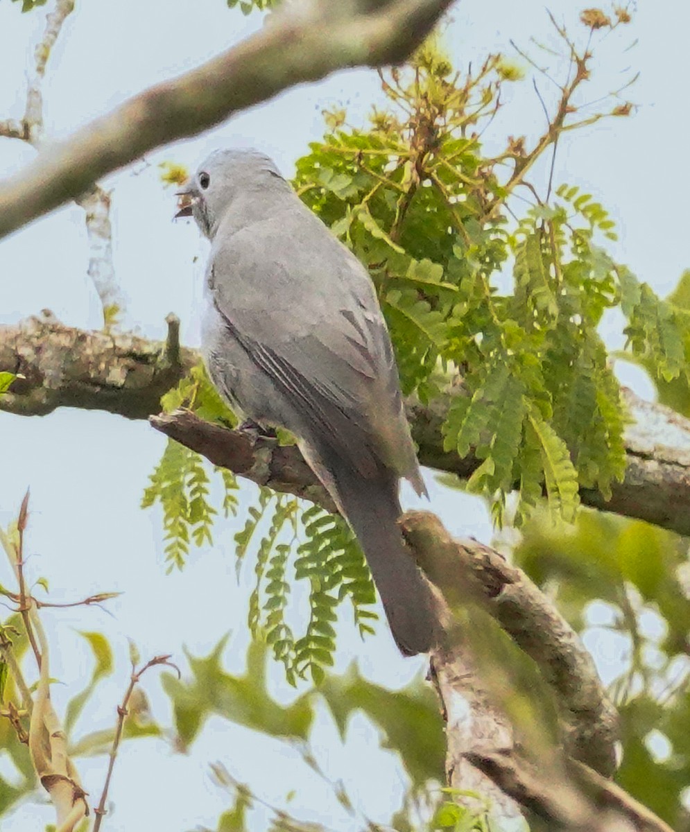 Gray Cuckooshrike - ML644760200