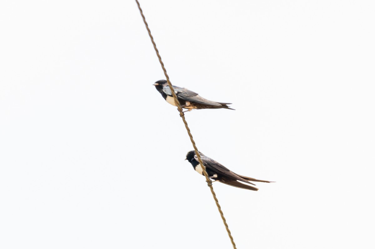 White-banded Swallow - ML644760203