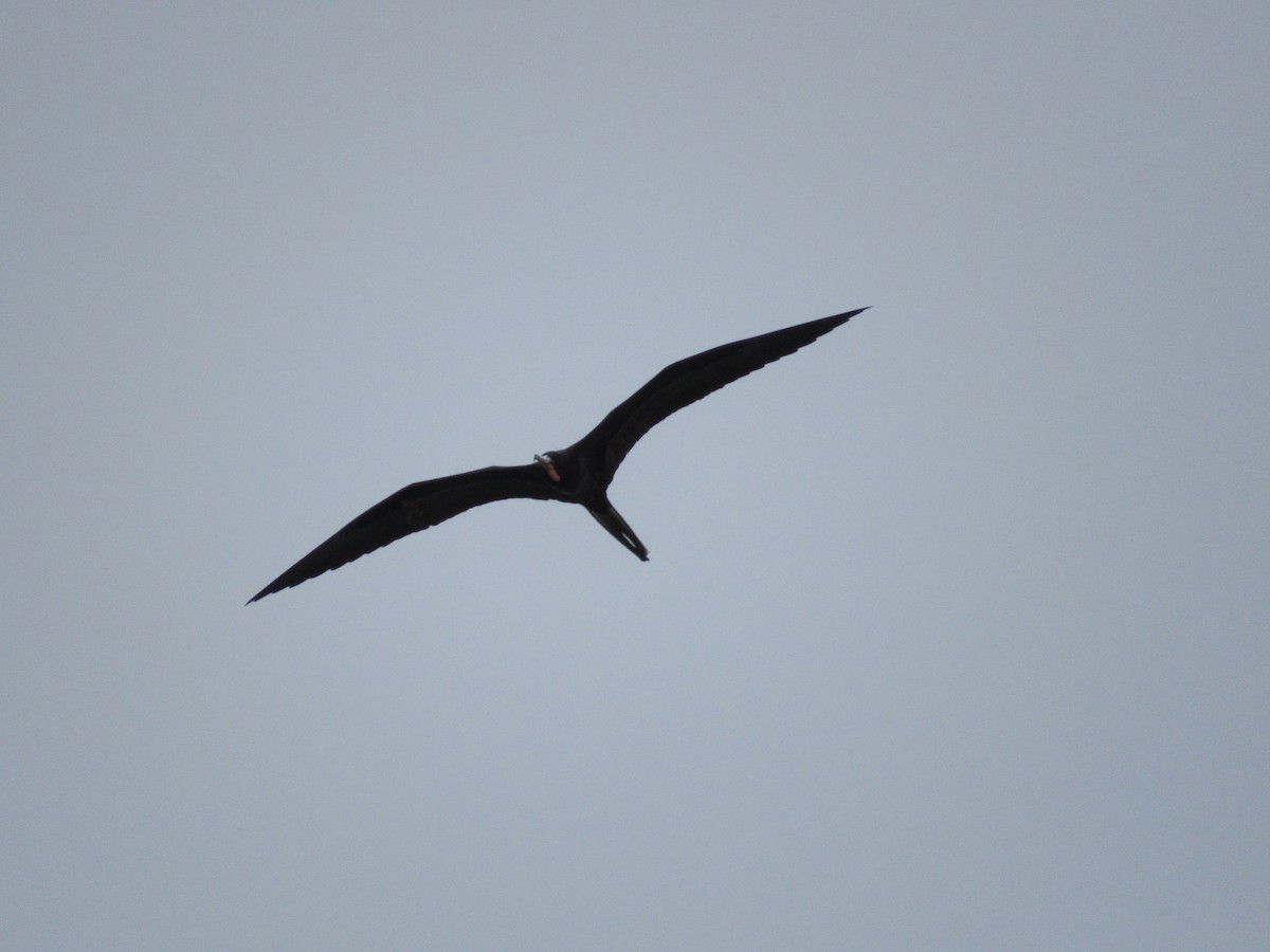 praktfregattfugl - ML644760204