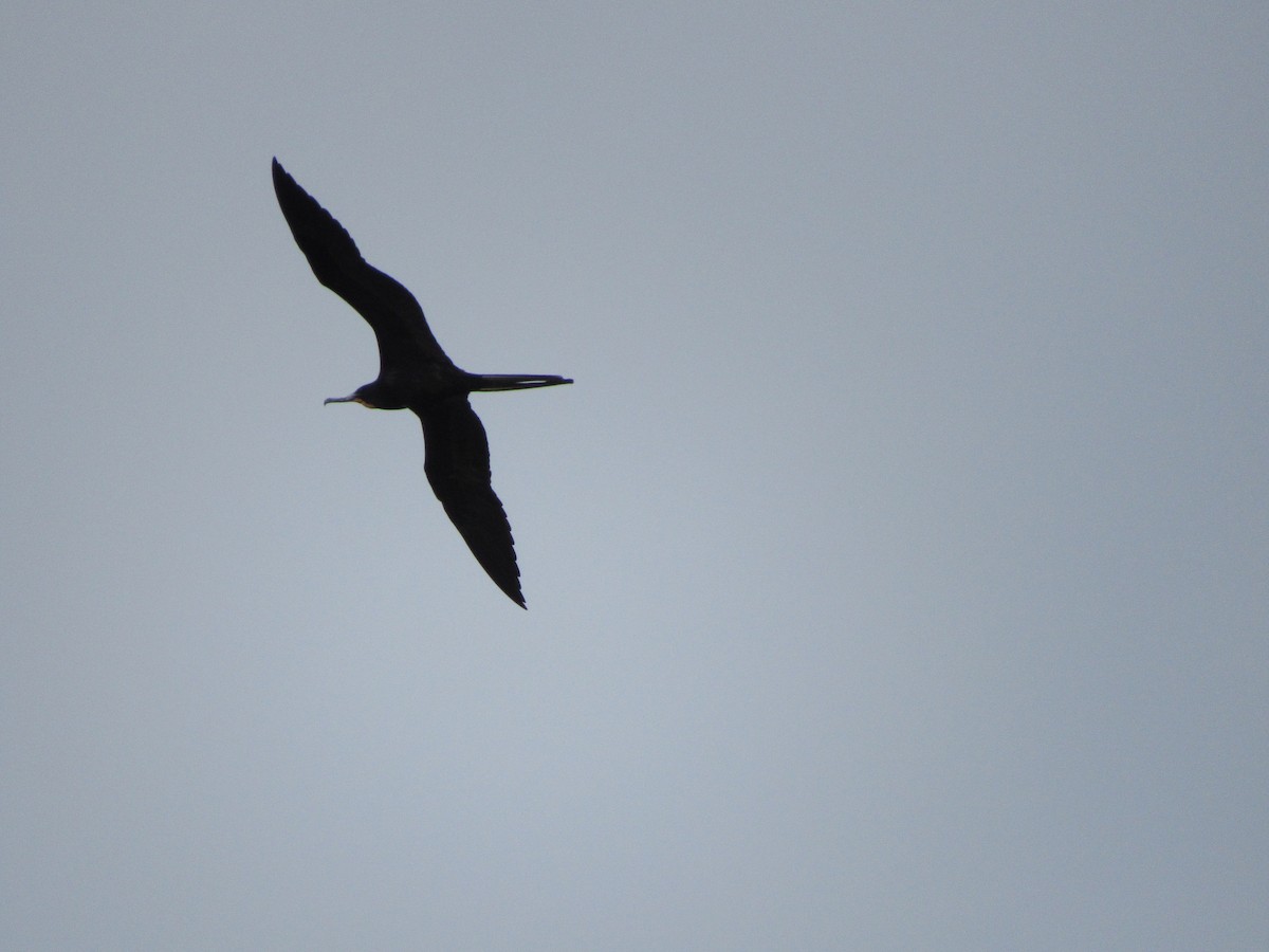 praktfregattfugl - ML644760205