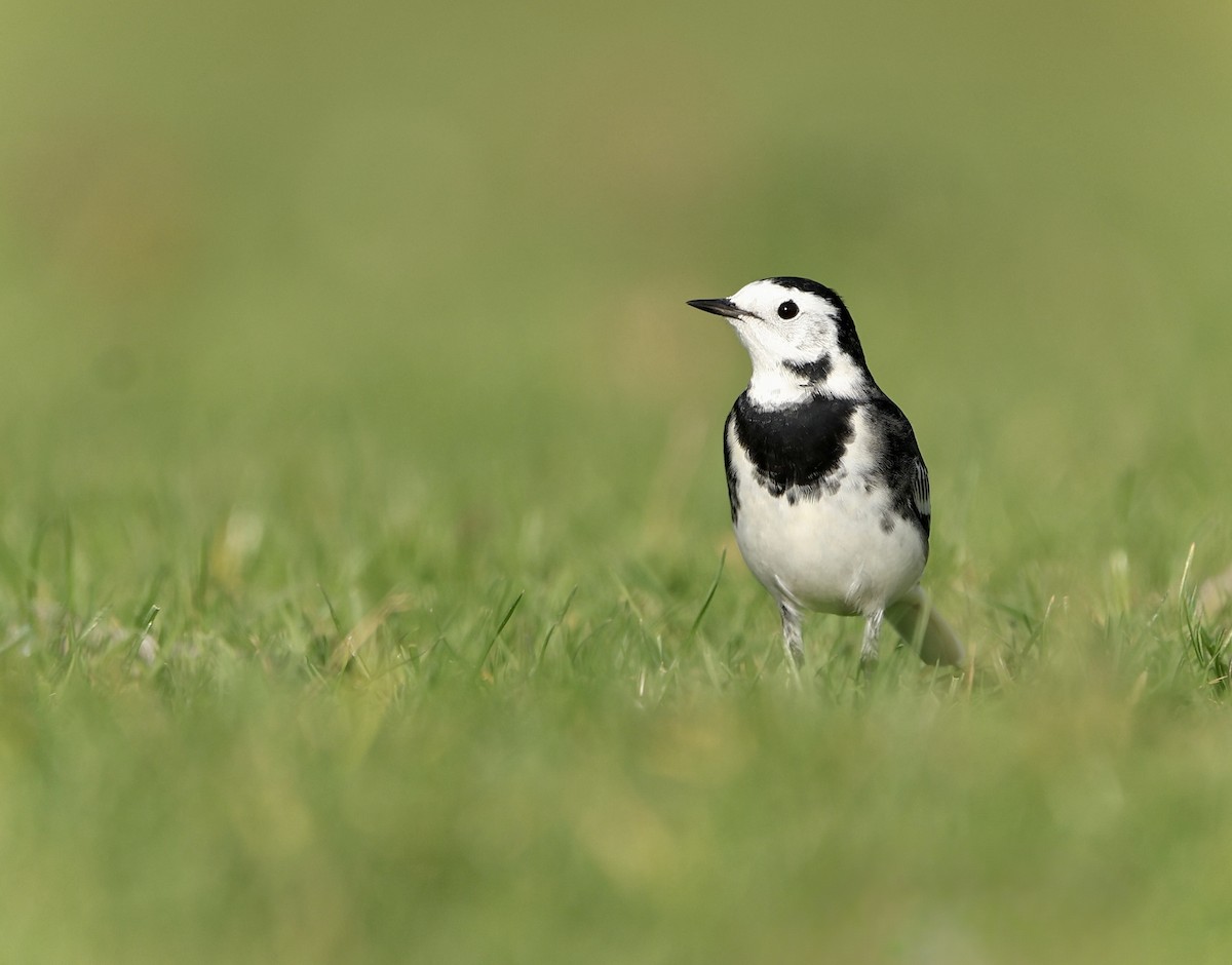 נחליאלי לבן - ML644760213