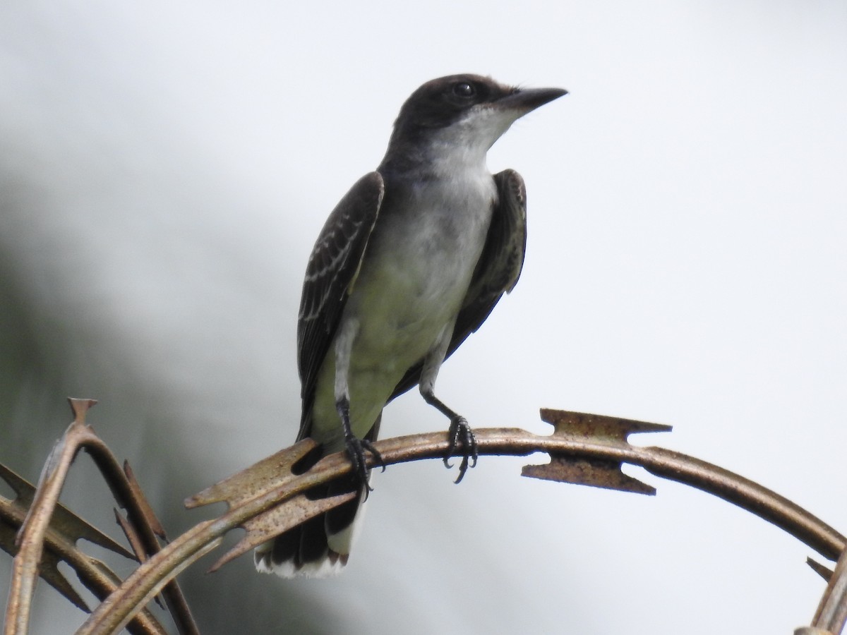 Eastern Kingbird - ML644760219