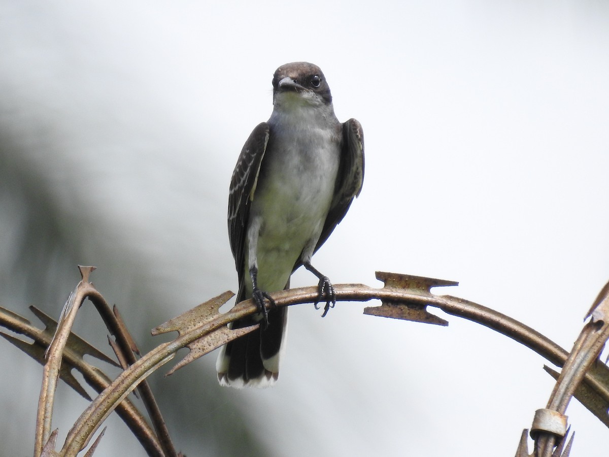 Eastern Kingbird - ML644760220