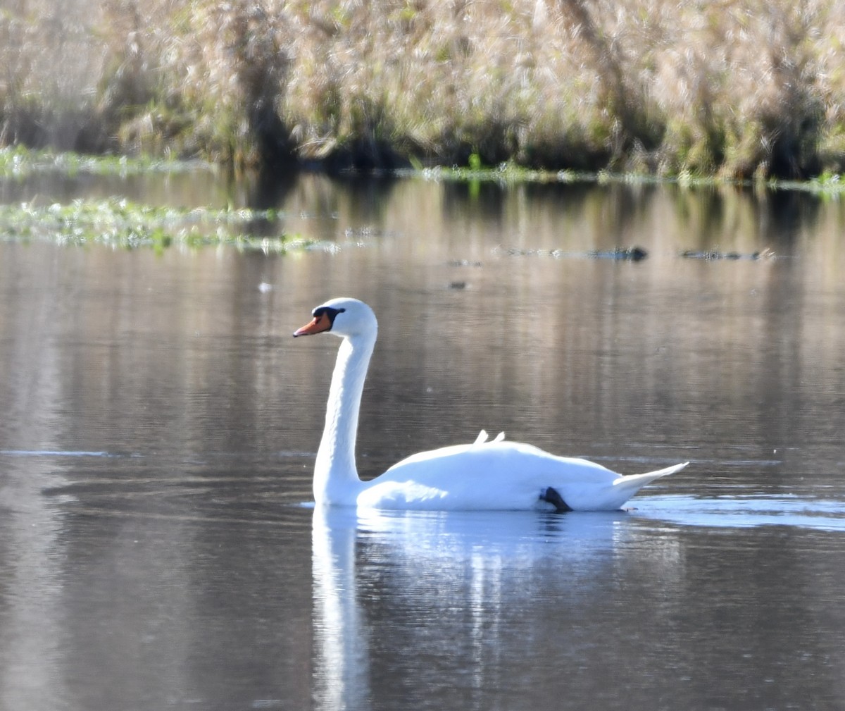 labuť velká - ML644760226