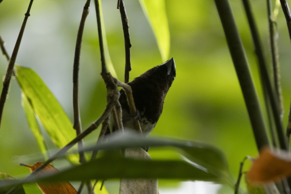 White-bellied Munia - ML644760236