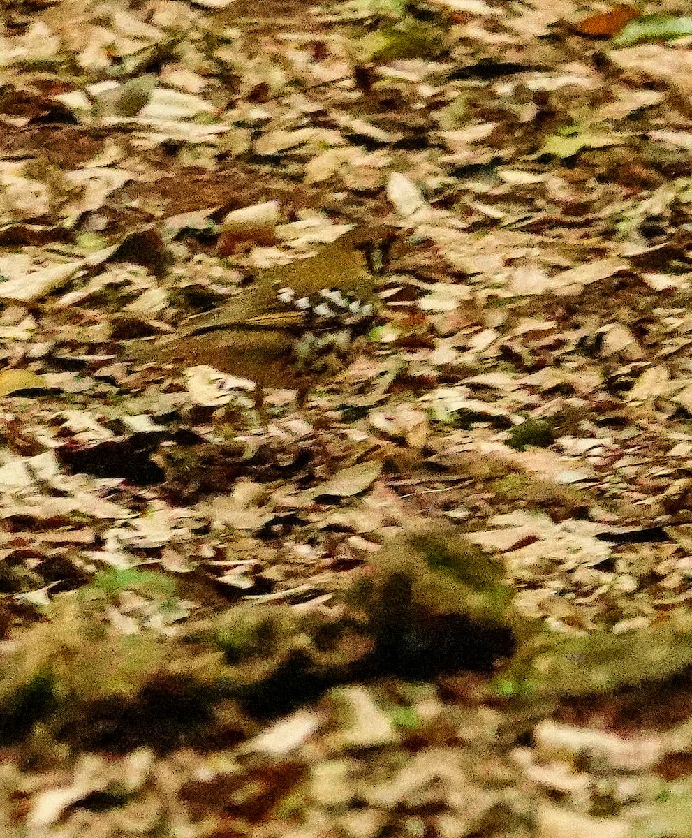 drozd kropenatý [skupina guttata] - ML644760245