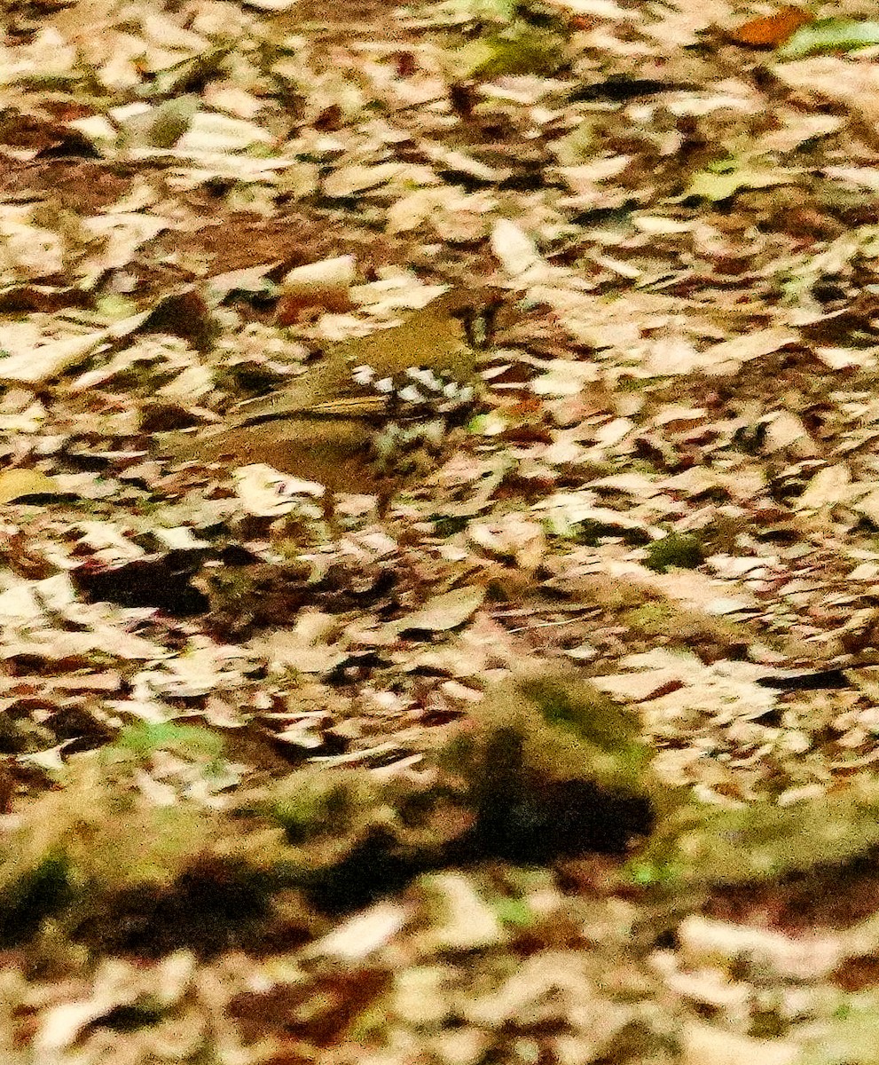 drozd kropenatý [skupina guttata] - ML644760246