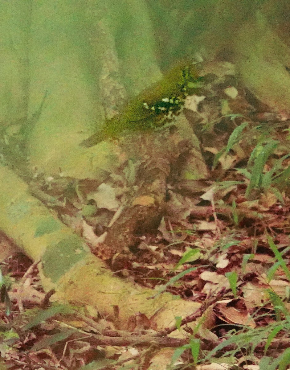 drozd kropenatý [skupina guttata] - ML644760247