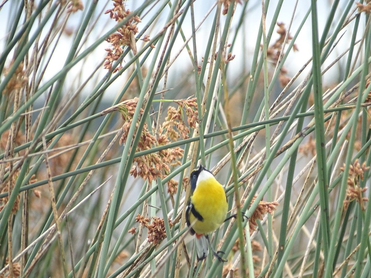 Many-colored Rush Tyrant - ML644760255