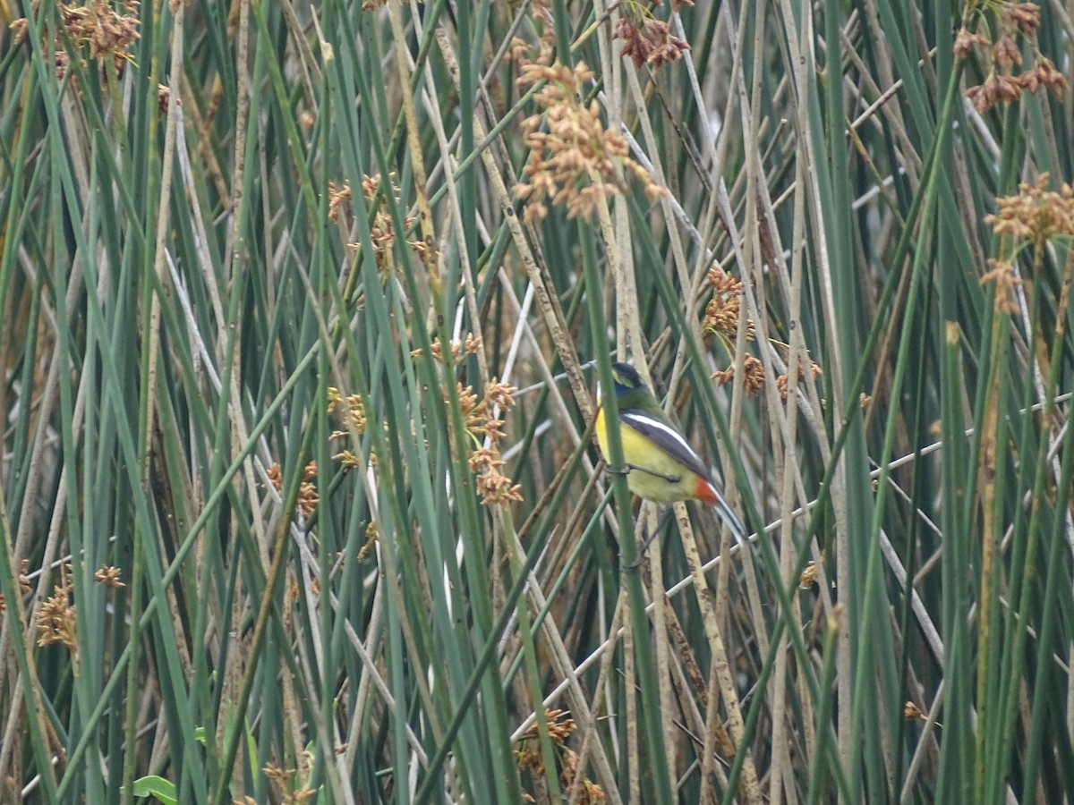 Many-colored Rush Tyrant - ML644760256