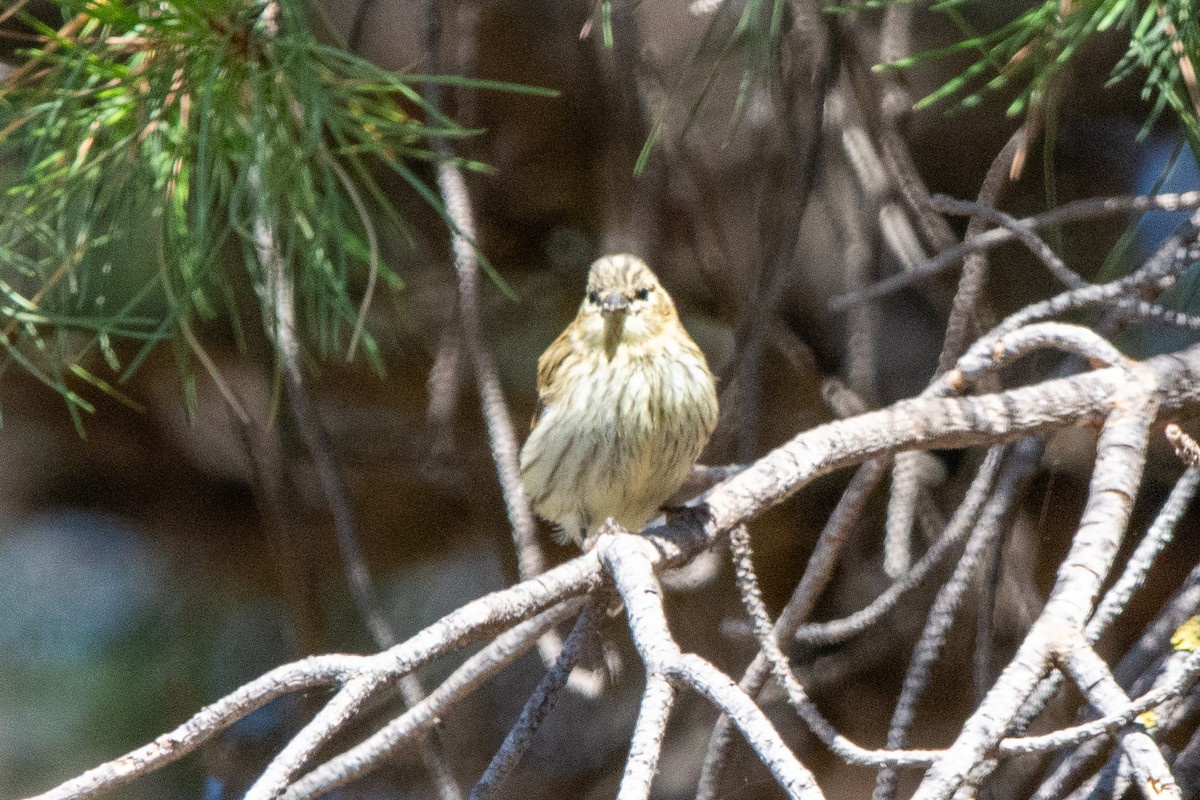 European Serin - ML644760257