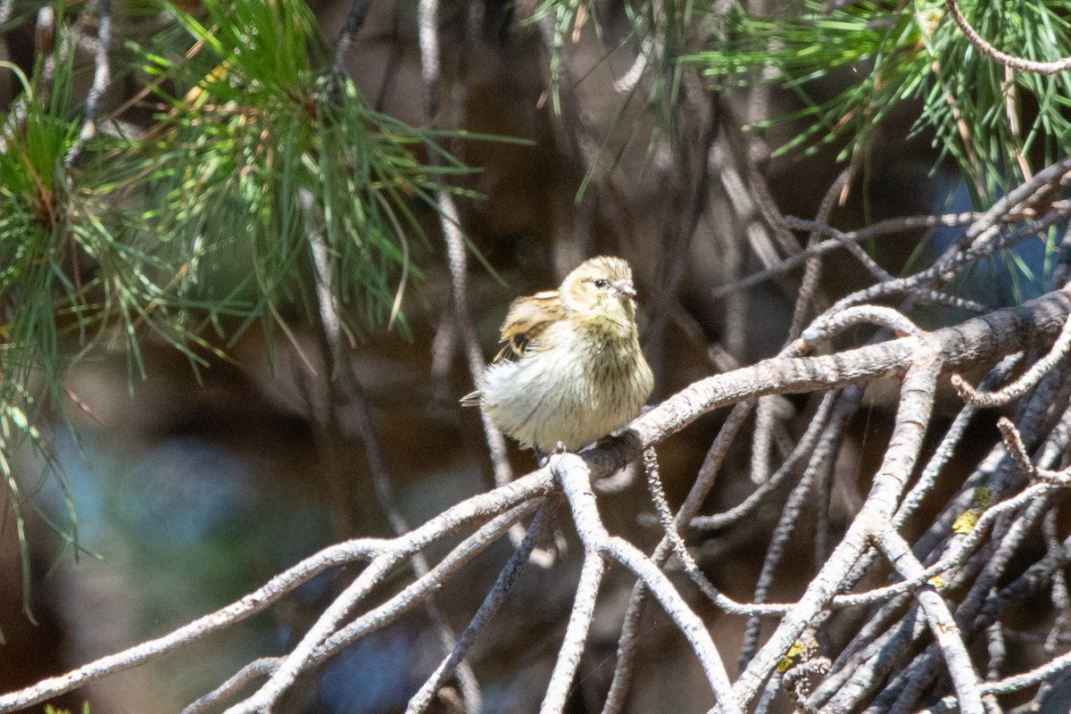 European Serin - ML644760258