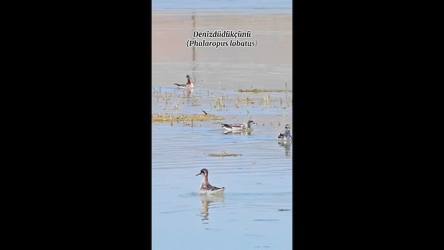Red-necked Phalarope - ML644760265